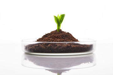 Model plant in a research lab