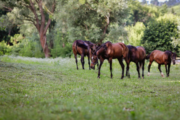 Obraz premium beautiful groomed horses on a farm