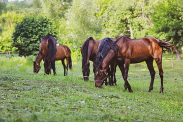Naklejka na ściany i meble beautiful groomed horses on a farm