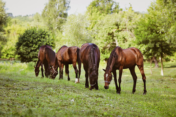 beautiful groomed horses on a farm