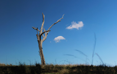 dried, white, dead tall tree stump alone in a field on farmland in rural Australia on a clear day with just a few whispy fluffy small clouds drifting by