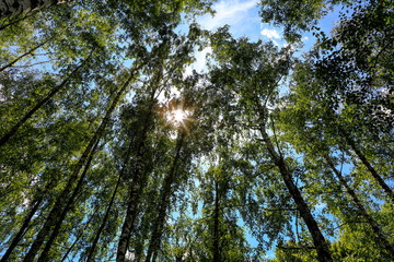 crowns of trees against a blue sky