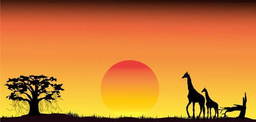 Amazing sunset and sunrise.Panorama silhouette tree in africa with sunset. Dark tree on open field dramatic sunrise.Safari theme.Giraffes , Lion , Rhino ,Birds.