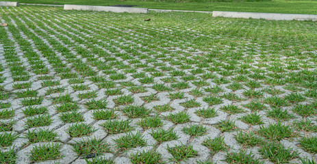 Concrete block floor with green grass