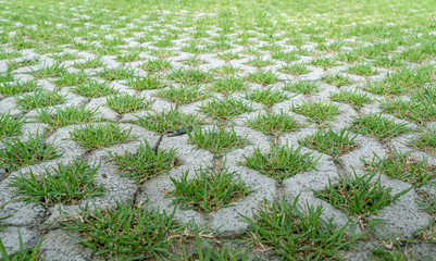 Concrete block floor with green grass