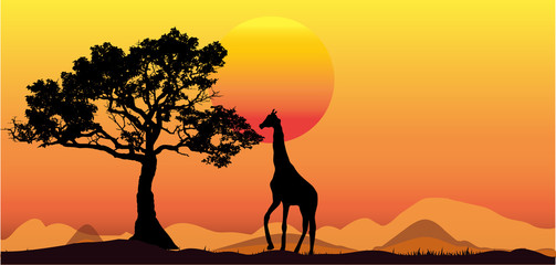 Fototapeta na wymiar Amazing Panorama silhouette tree in africa with sunset.Dark tree on open field dramatic sunrise.Safari theme.Giraffes.