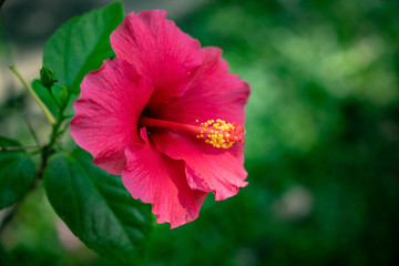 Bright pink hibiscus flower on blurred green nature