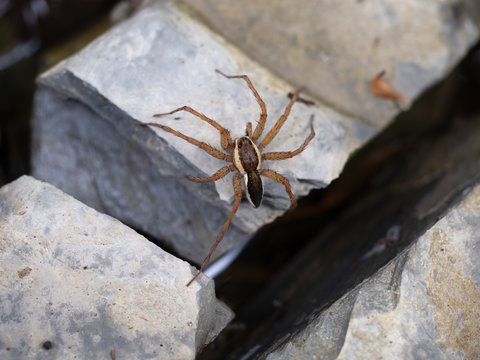 Dolomedes spider on stone in stream with leg in water 'fishing'. Commonly known as fishing, raft, dock or wharf spiders. Closeup.