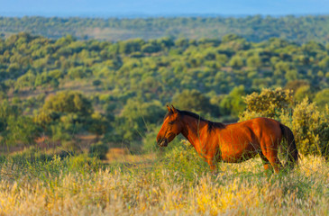 HORSE - CABALLO  (Equus ferus caballus), Campanarios de Azaba Biological Reserve, Salamanca,...