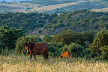 HORSE - CABALLO  (Equus ferus caballus), Campanarios de Azaba Biological Reserve, Salamanca,...