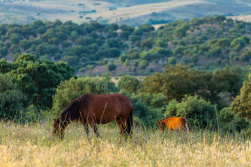 HORSE - CABALLO  (Equus ferus caballus), Campanarios de Azaba Biological Reserve, Salamanca,...