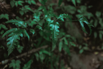 leaf in the forest