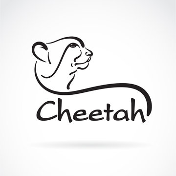 Vector of freehand cheetah head painting on white background. Wild Animals. Easy editable layered vector illustration.