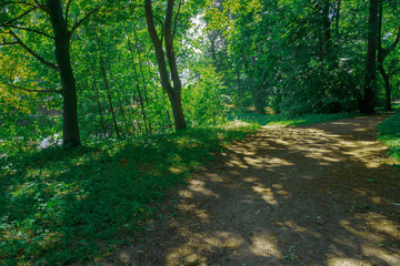 Fototapeta premium ON THE TRIPPING IN THE SUMMER PARK SPOTS SPOTS OF SOLAR GLY