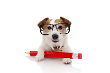 Back to school  concept. Funny Dog with a giant red pencil ang glasses. Isolated on white...