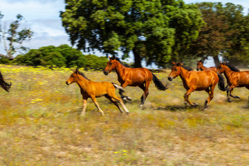 HORSE - CABALLO  (Equus ferus caballus), Campanarios de Azaba Biological Reserve, Salamanca,...