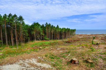 Wycięty las nad morzem, przekop mierzei, Polska
