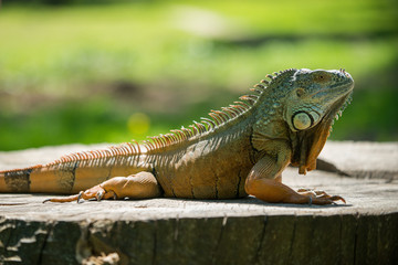 beautiful portrait of a green iguana on a branch