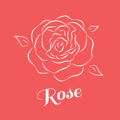 Rose in a linear style vector illustration.
