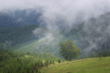 Misty Carpathian mountain landscape with fir forest, the tops of trees sticking out of the fog