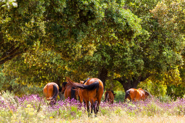HORSE - CABALLO  (Equus ferus caballus), Campanarios de Azaba Biological Reserve, Salamanca,...