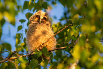 Owl on the tree in the spring season\Long-eared Owl