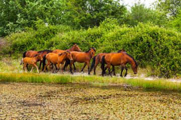 HORSE - CABALLO  (Equus ferus caballus), Campanarios de Azaba Biological Reserve, Salamanca,...
