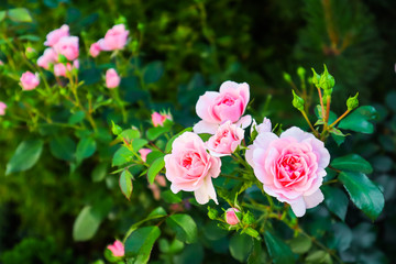 Beautiful pink roses Bonica in the garden. Perfect for background  of greeting cards for birthday, Valentine's Day and Mother's Day