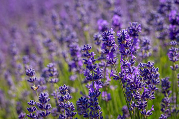 Naklejka premium Field of lavender flowers (lavandula angustifolia)