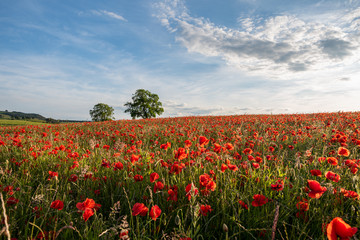 A red poppy field at sunset in the Peak District National park, UK