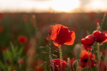 Naklejka premium A red poppy field at sunset in the Peak District National park, UK