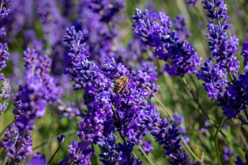 Carder bee on a lavender flower