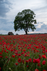 A red poppy field at sunset in the Peak District National park, UK
