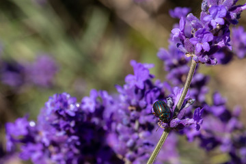 Rosemary Beetle on a lavender plant