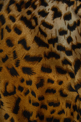 leopard texture, hunter color, background