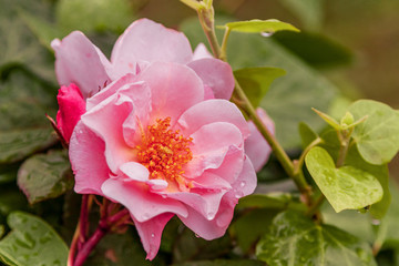 Wunderschöne Wildrose