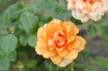 Yellow rose growing in the ground on a home flowerbed