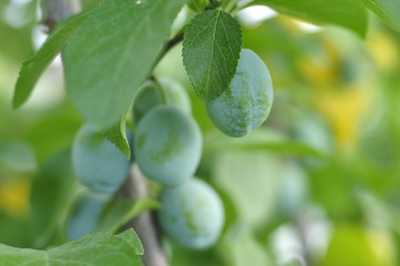 Fototapeta na wymiar Green unripe plums on the tree for home use