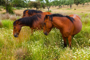 HORSE - CABALLO  (Equus ferus caballus), Campanarios de Azaba Biological Reserve, Salamanca,...