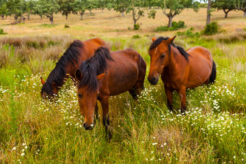 HORSE - CABALLO  (Equus ferus caballus), Campanarios de Azaba Biological Reserve, Salamanca,...