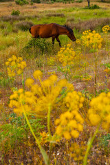 HORSE - CABALLO  (Equus ferus caballus), Campanarios de Azaba Biological Reserve, Salamanca,...
