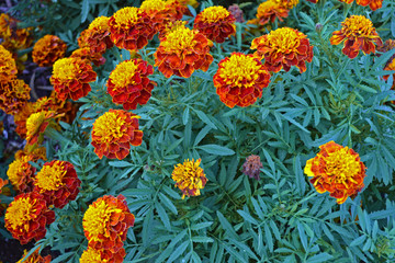 Gerbera flowers in the garden