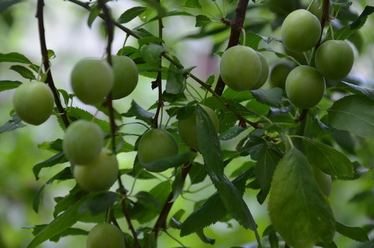 drzew, owoc, zieleń, jabłek, galąz, jabłek, jedzenie, jardin, charakter, sad, rolnictwa, zdrowa, swiezy, lato, feuille, dojrzałe, feuille, roślin, naturalny, naturalny, zbior&oacute;w, plon, bezczelność, owo