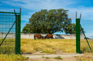 HORSE - CABALLO  (Equus ferus caballus), Campanarios de Azaba Biological Reserve, Salamanca,...