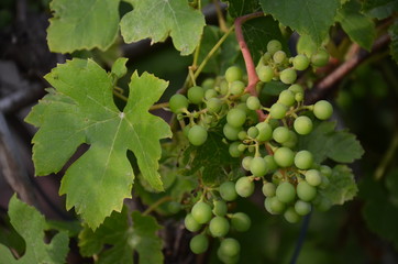 gronowy, gronowy, winorośli, winnica, owoc, wina, zieleń, kiść, rolnictwa, jedzenie, feuille, dojrzałe, charakter, roślin, lato, winiarnia, winorośl, zbiorów, swiezy, jesienią, klaster, jagoda, zdrowa