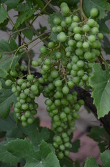 gronowy, gronowy, winorośli, winnica, owoc, wina, zieleń, kiść, rolnictwa, jedzenie, feuille, dojrzałe, charakter, roślin, lato, winiarnia, winorośl, zbiorów, swiezy, jesienią, klaster, jagoda, zdrowa