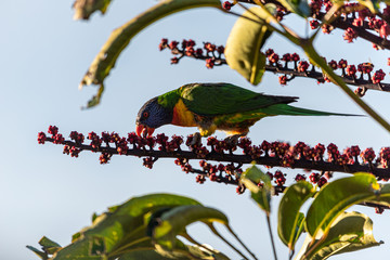rainbow lorikeet (Trichoglossus moluccanus) eating a flowering plant , facing to the left