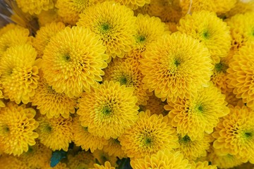 yellow Chrysanthemum flower in the garden