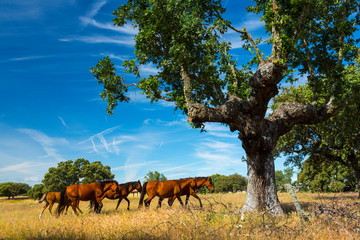 HORSE - CABALLO  (Equus ferus caballus), Campanarios de Azaba Biological Reserve, Salamanca,...