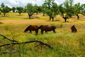 HORSE - CABALLO  (Equus ferus caballus), Campanarios de Azaba Biological Reserve, Salamanca,...